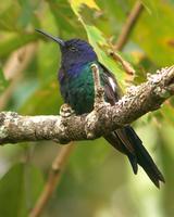 Swallow-tailed Hummingbird (??Nick Athanas)