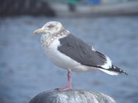 큰재갈매기 Larus schistisagus | slaty-backed gull