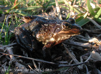 : Afrana fuscigula; Cape River Frog
