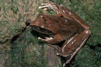 : Litoria lesueurii; Lesueur's Frog