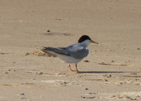 : Sterna albifrons; Little Tern