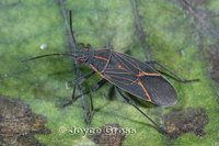 : Boisea sp.; Box-elder Bug