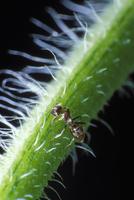 : Camponotus festinatus;