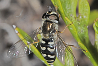 : Eupeodes sp.; Hover Fly
