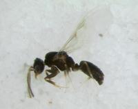 : Technomyrmex sp.