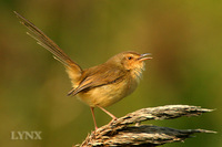 Plain Prinia 褐頭鷦鶯