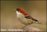 นกกระจอกป่าท้องเหลือง  /  Russet  Sparrow  /  Passer   rutilans