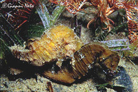 Hippocampus hippocampus, Short-snouted seahorse: fisheries