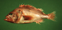 Sebastes melanostomus, Blackgill rockfish: