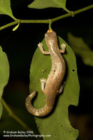 Amazon Climbing Salamander - Bolitoglossa sp.