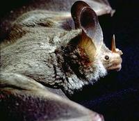 Image of: Chrotopterus auritus (big-eared woolly bat)