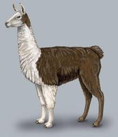 Image of: Lama glama (llama)