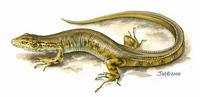 Image of: Crocodilurus lacertinus
