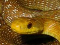 Zamenis longissimus - Aesculapean Snake