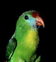 Philippine Hanging Parrot - Loriculus philippensis