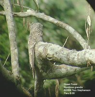 Great Potoo - Nyctibius grandis
