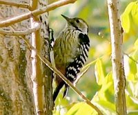 Brown-fronted Woodpecker - Dendrocopos auriceps