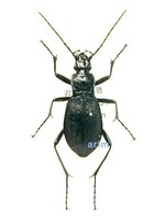 줄딱정벌레 - Leptocarabus ssp.