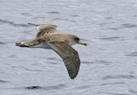 Cory's Shearwater, Calonectris diomedea