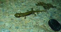 : Hydromantes brunus; Limestone Salamander