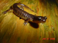: Rhyacotriton variegatus; Southern Torrent Salamander