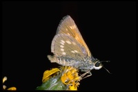 : Polites sonora; Sonora Skipper Butterfly
