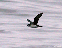 Manx Shearwater. 30 September 2006. Photo by Jay Gilliam