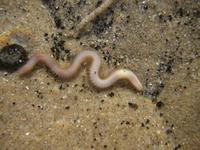 Nephtys hombergi - Catworm