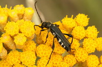 Stenopterus ater ater