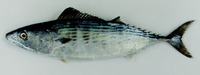 Sarda orientalis, Striped bonito: fisheries, gamefish
