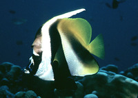 Heniochus monoceros, Masked bannerfish: aquarium