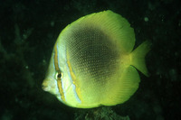 Chaetodon aureofasciatus, Golden butterflyfish: aquarium