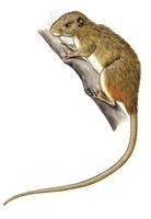 Image of: Dactylomys dactylinus (Amazon bamboo rat)