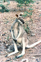 Image of: Macropus parryi (whiptail wallaby), Macropus parryi (whiptail wallaby)