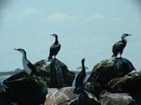 Phalacrocorax fuscescens - Black-faced Cormorant