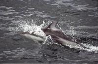 Lagenorhynchus obliquidens - Pacific White-sided Dolphin