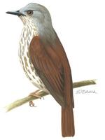 Image of: Megabyas flammulatus (red-eyed shrike-flycatcher)