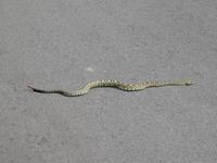Image of: Crotalus molossus (black-tailed rattlesnake)