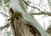 Regent Parrot - Polytelis anthopeplus