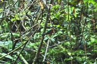 Green-and-Rufous Kingfisher  