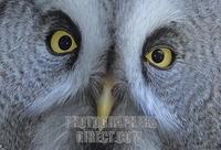 portrait Great Grey Owl ( Strix nebulosa ) stock photo