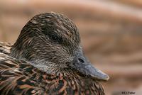 Falcated Duck, Tucson, AZ