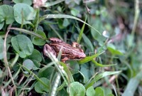 : Cacosternum boettgeri; Boettger's Dainty Frog