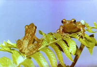 : Natalobatrachus bonebergi; Kloof Frog