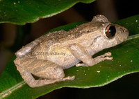 : Pristimantis martiae