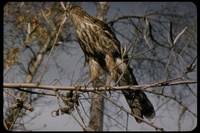 : Accipiter striatus; Sharp-shinned Hawk