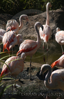 : Phoenicopterus chilensis; Chilean Flamingo