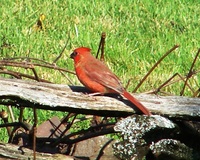 : Richmondena cardinalis; Cardinal