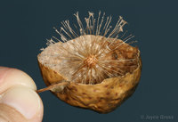 : Amphibolips confluenta; Spongy Oak Apple;