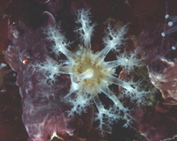 : Cucumaria piperata; Sea Cucumber